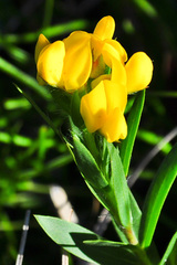 Liparia angustifolia