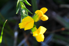 Liparia angustifolia