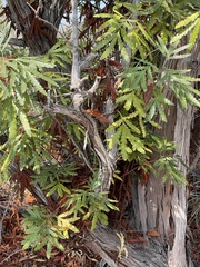 Lyonothamnus
