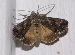 Syngrapha octoscripta