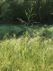 Panicum dichotomiflorum puritanorum