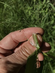 Panicum dichotomiflorum puritanorum