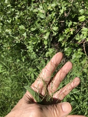 Panicum dichotomiflorum puritanorum