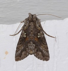 Syngrapha octoscripta