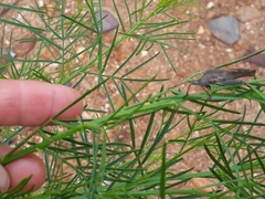 Anoplocnemis