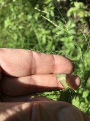 Panicum dichotomiflorum puritanorum