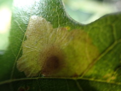 Tischeria quercitella image