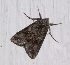 Syngrapha octoscripta