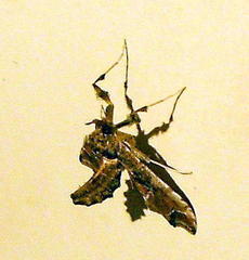 Leucinodes laisalis