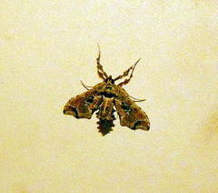 Leucinodes laisalis