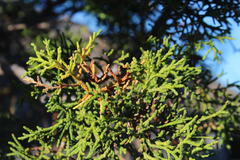 Widdringtonia wallichii