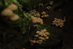 Fungi