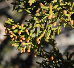 Widdringtonia wallichii