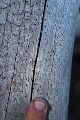 Widdringtonia wallichii