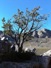 Widdringtonia wallichii