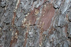 Widdringtonia wallichii