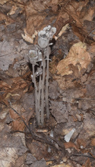 Monotropa uniflora