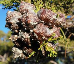 Widdringtonia wallichii