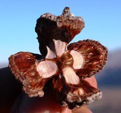 Widdringtonia wallichii