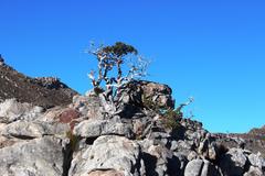 Widdringtonia wallichii