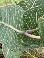 Asclepias humistrata image