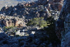 Widdringtonia wallichii