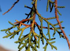 Widdringtonia wallichii