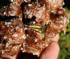 Widdringtonia wallichii