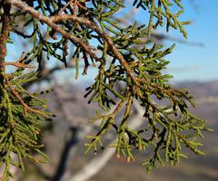 Widdringtonia wallichii