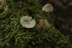 Fungi