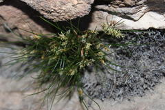Ficinia angustifolia