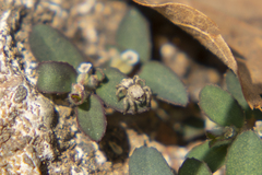 Habronattus hirsutus