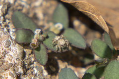 Habronattus hirsutus