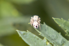 Habronattus hirsutus