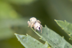 Habronattus hirsutus
