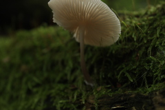 Fungi