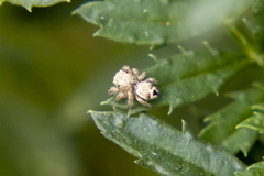 Habronattus hirsutus