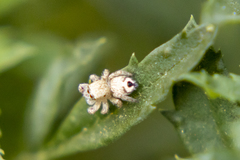 Habronattus hirsutus