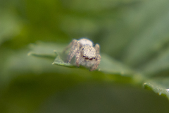 Habronattus hirsutus