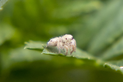 Habronattus hirsutus