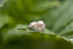 Habronattus hirsutus