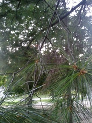 Pinus