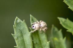 Habronattus hirsutus