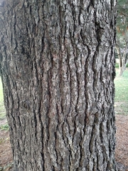 Pinus