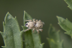 Habronattus hirsutus