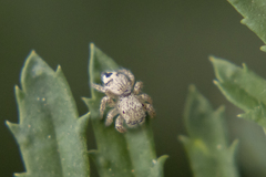 Habronattus hirsutus