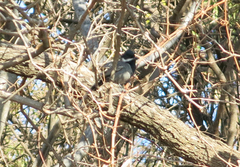 Melaniparus cinerascens