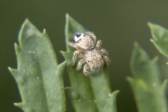 Habronattus hirsutus