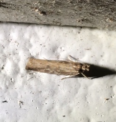 Helcystogramma phryganitis
