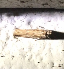 Helcystogramma phryganitis